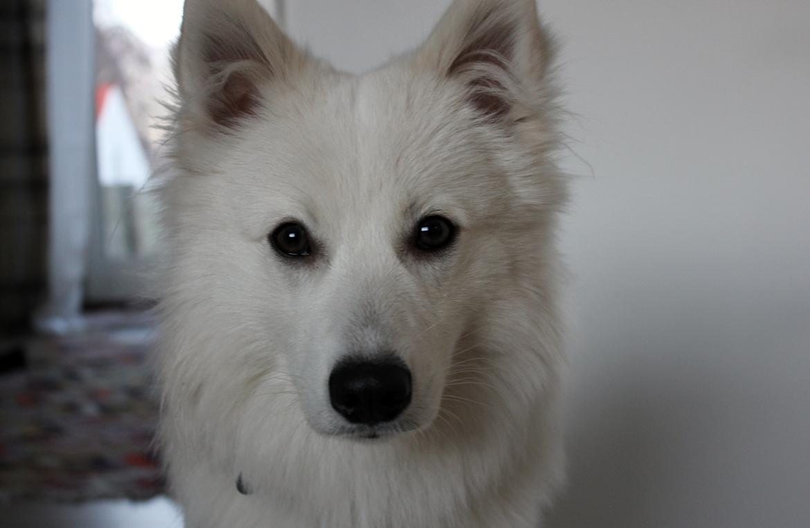 Japansk spids Charlie billede 1