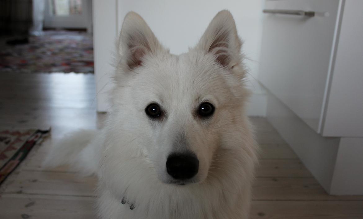 Japansk spids Charlie billede 2