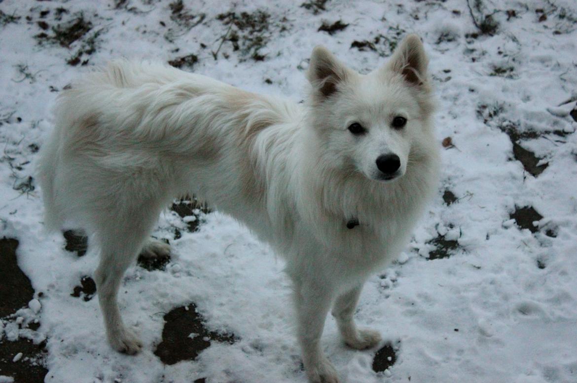 Japansk spids Charlie billede 3