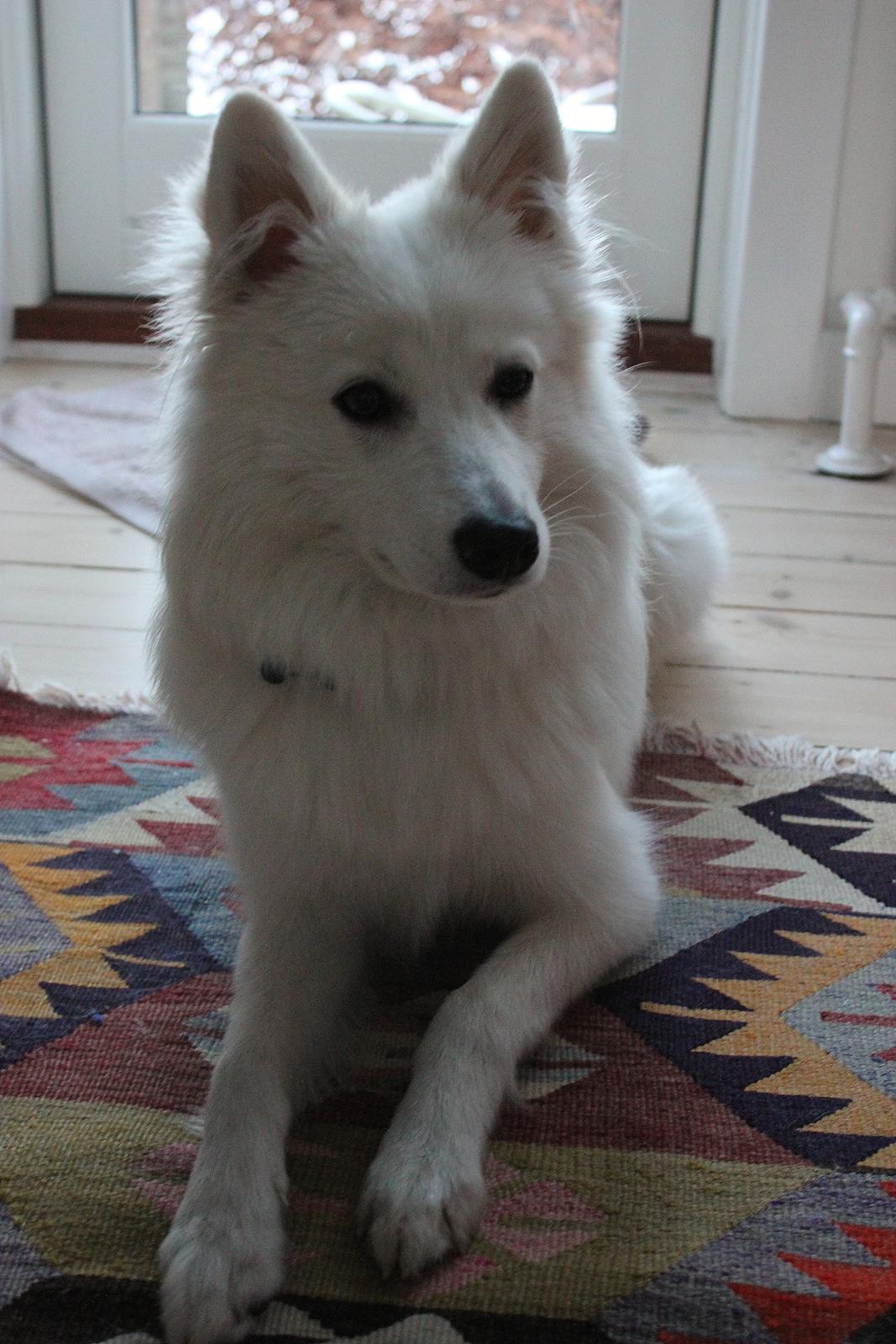 Japansk spids Charlie billede 4