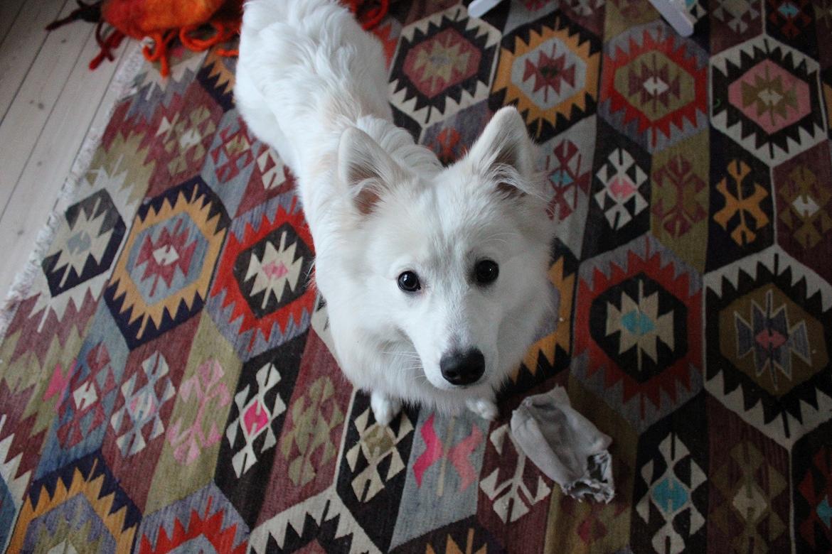 Japansk spids Charlie billede 5