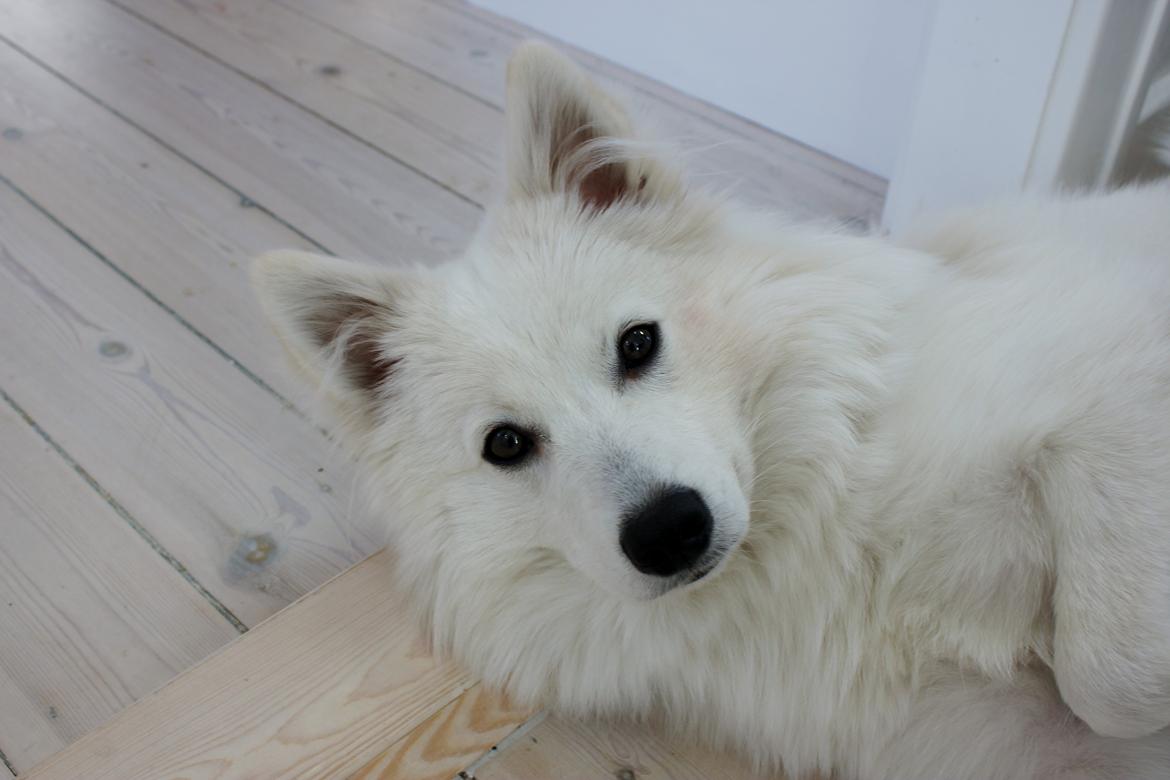 Japansk spids Charlie billede 6