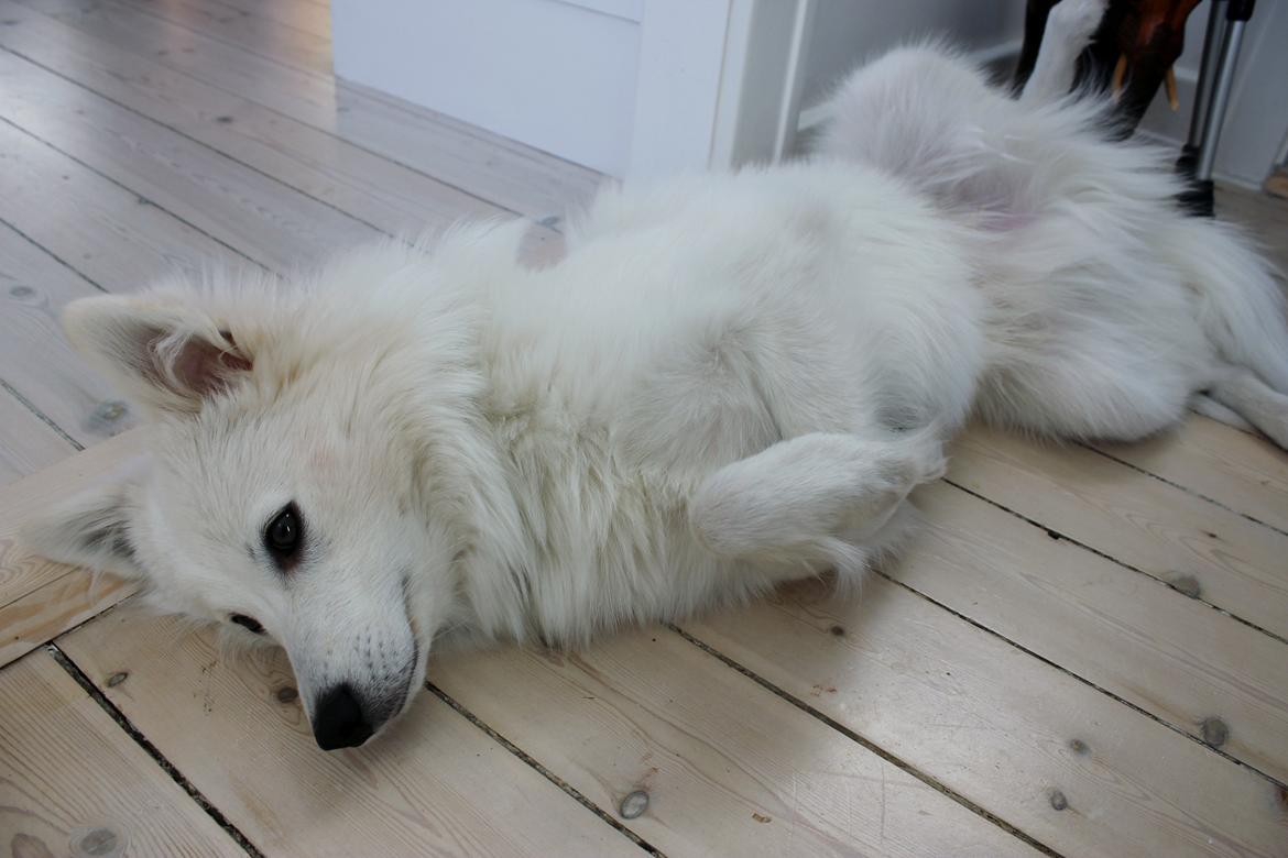 Japansk spids Charlie billede 7