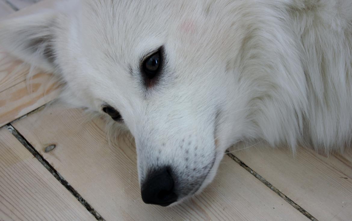 Japansk spids Charlie billede 8