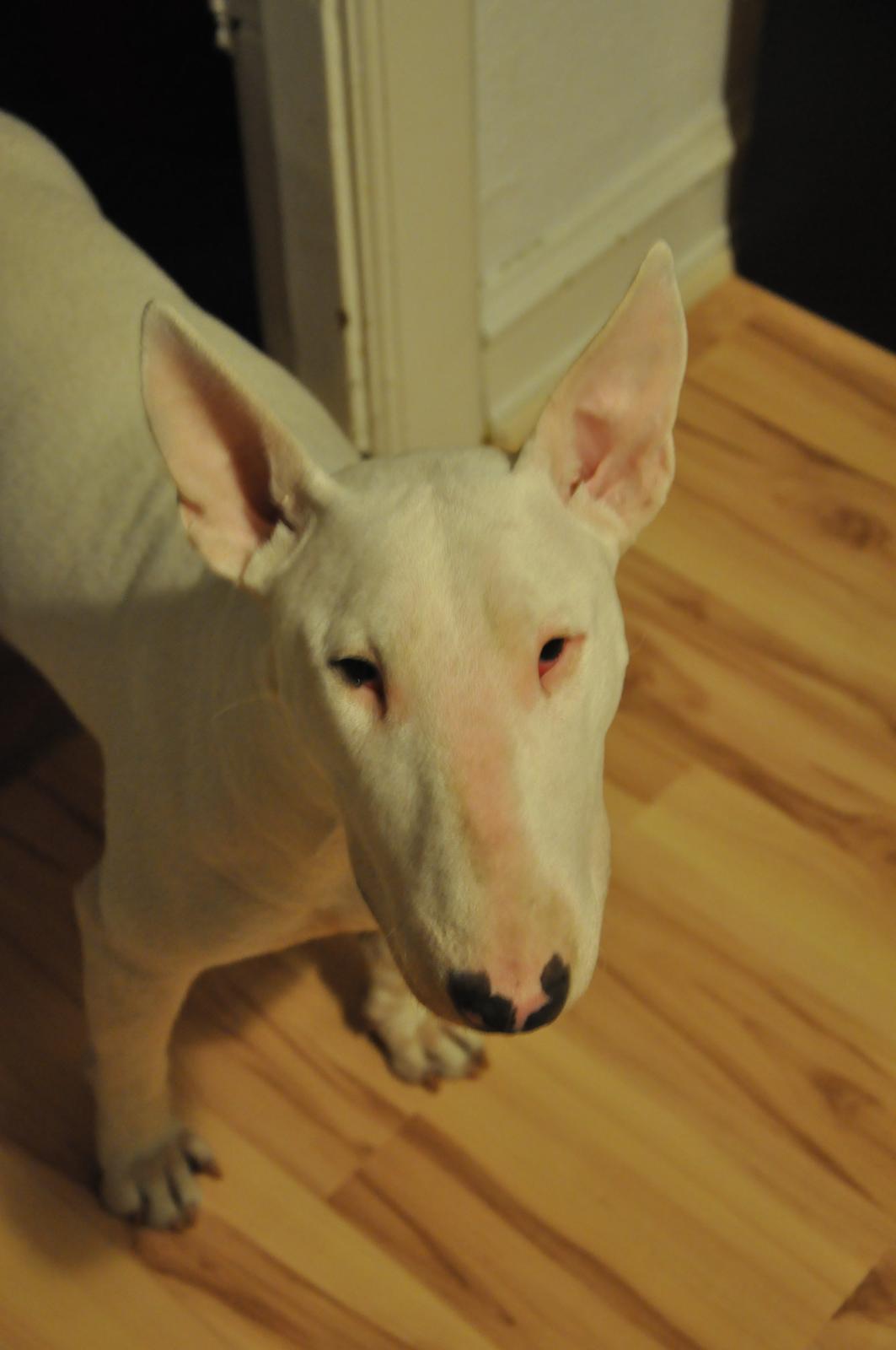 Bullterrier Little miss piggy (Magz) billede 3