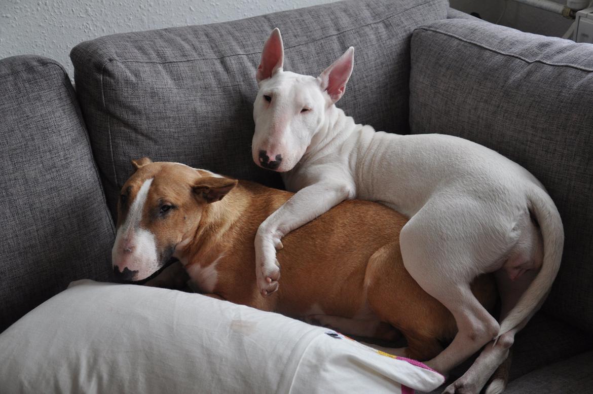 Bullterrier Little miss piggy (Magz) billede 9