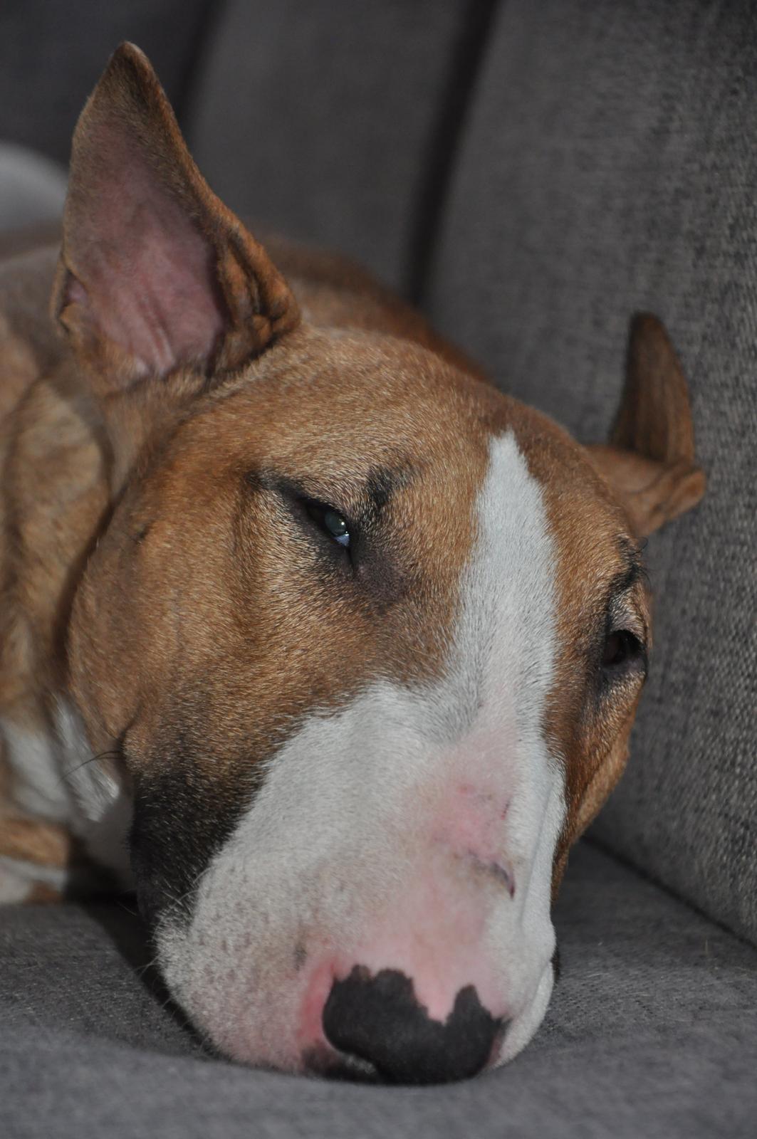 Bullterrier Zula (Steadfast Dangerous Game) - Min dejlige Zul billede 1