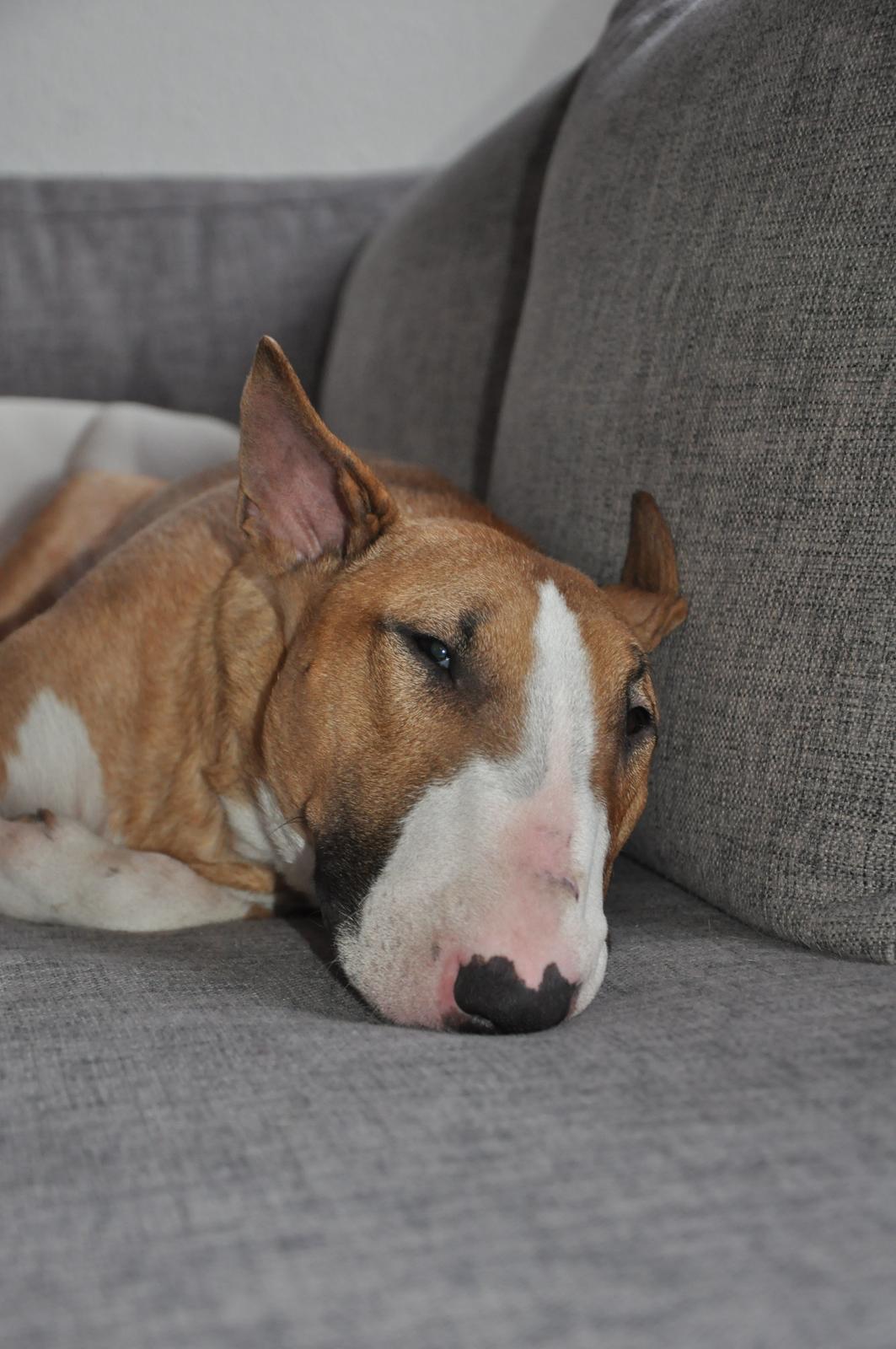 Bullterrier Zula (Steadfast Dangerous Game) billede 2