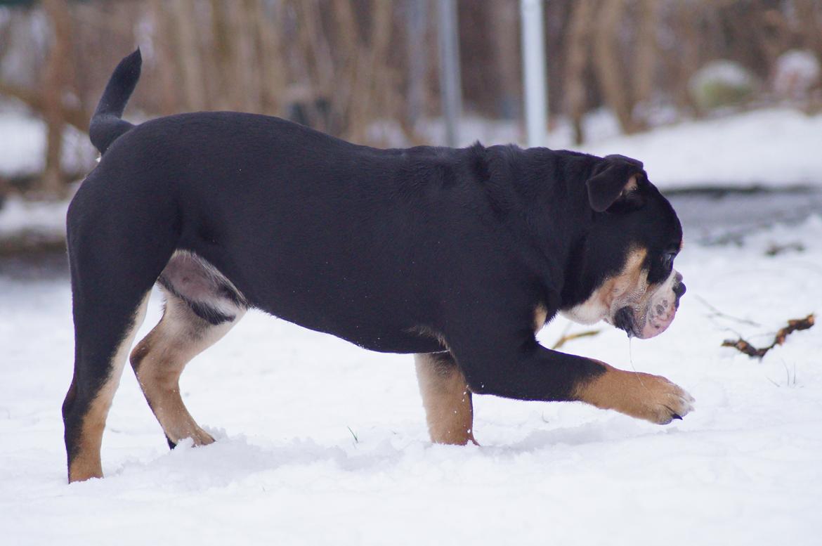Olde english bulldogge Bulltok´s Baron fra Østergaard billede 17