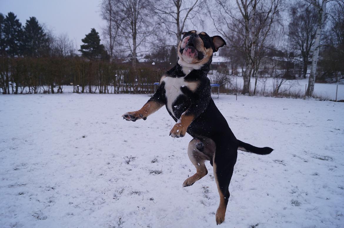 Olde english bulldogge Bulltok´s Baron fra Østergaard billede 18