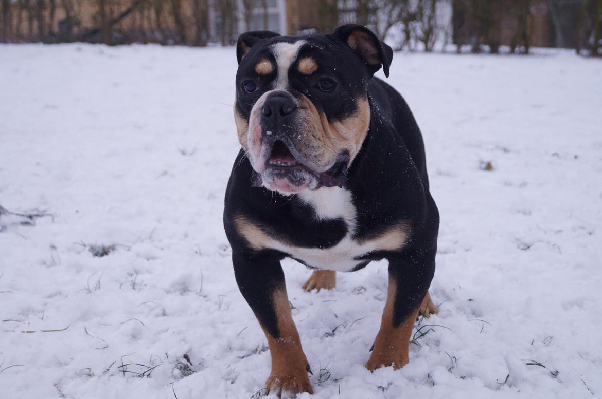 Olde english bulldogge Bulltok´s Baron fra Østergaard billede 1