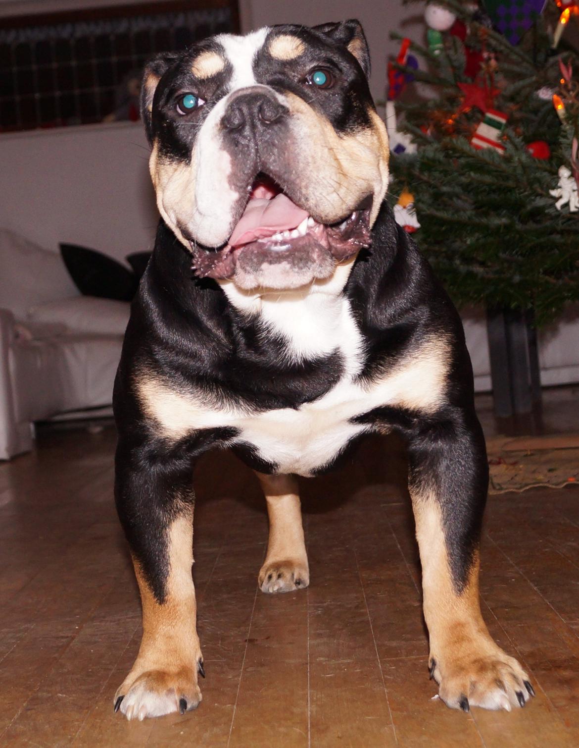 Olde english bulldogge Bulltok´s Baron fra Østergaard billede 16