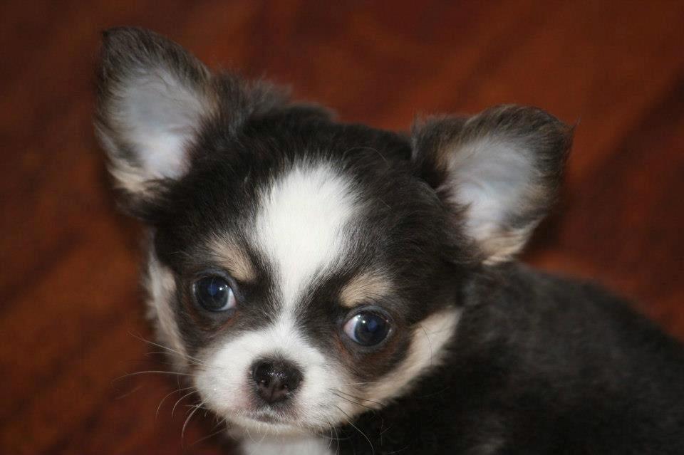 Chihuahua LabellosChis Dancing Vienetta billede 16