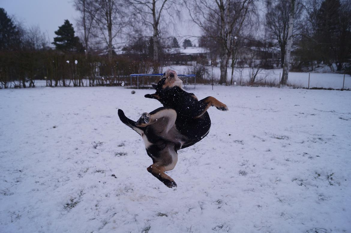 Olde english bulldogge Bulltok´s Baron fra Østergaard billede 19