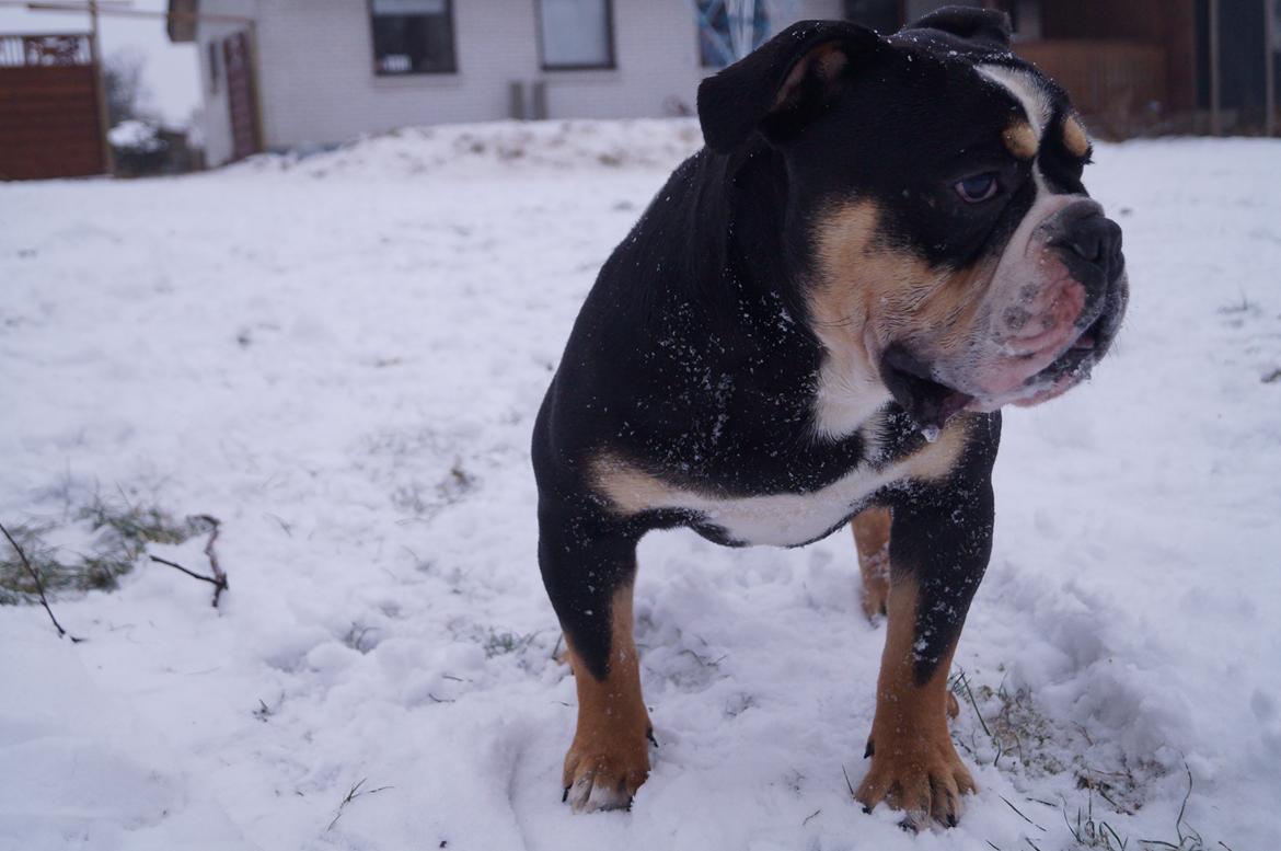 Olde english bulldogge Bulltok´s Baron fra Østergaard billede 20
