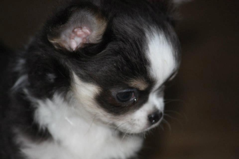 Chihuahua LabellosChis Dancing Vienetta billede 17