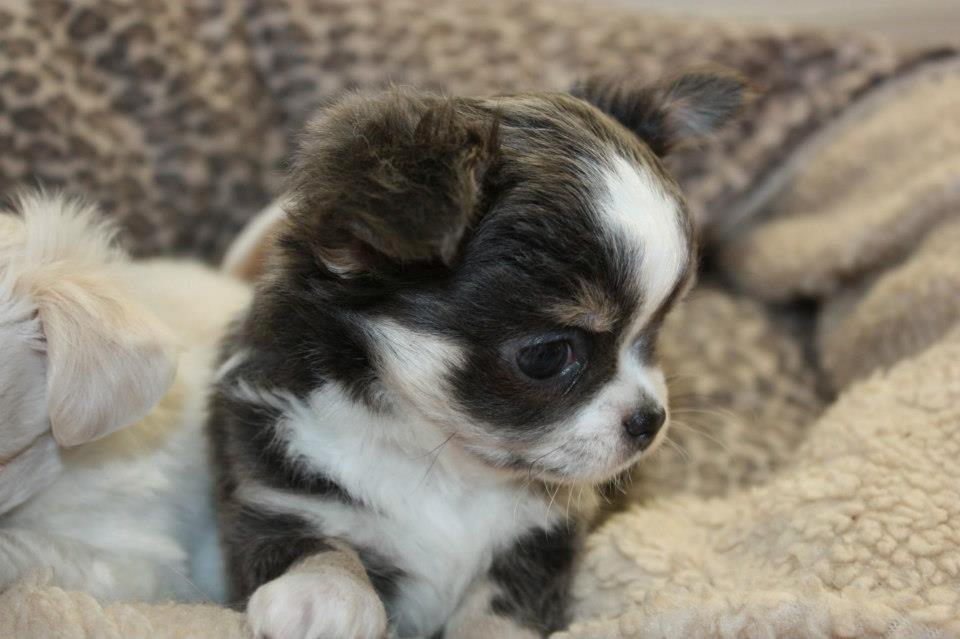 Chihuahua LabellosChis Dancing Vienetta billede 18