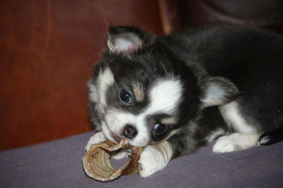 Chihuahua LabellosChis Dancing Vienetta billede 19