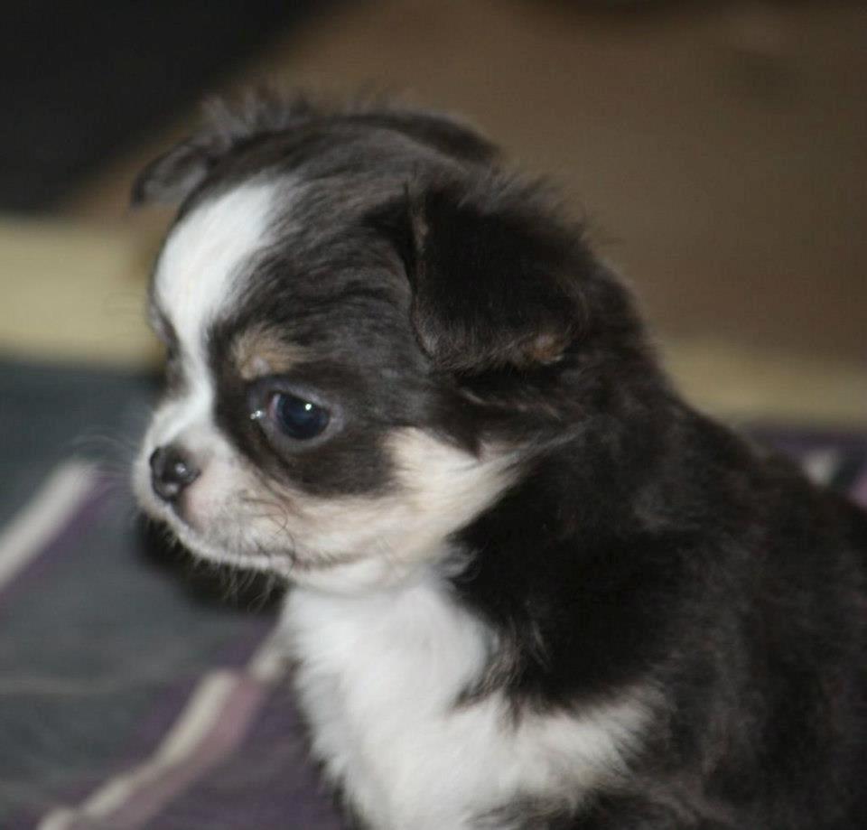 Chihuahua LabellosChis Dancing Vienetta billede 20