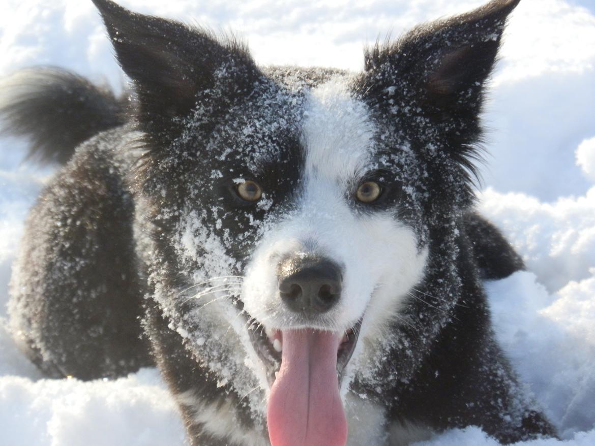 Border collie Ischa billede 1