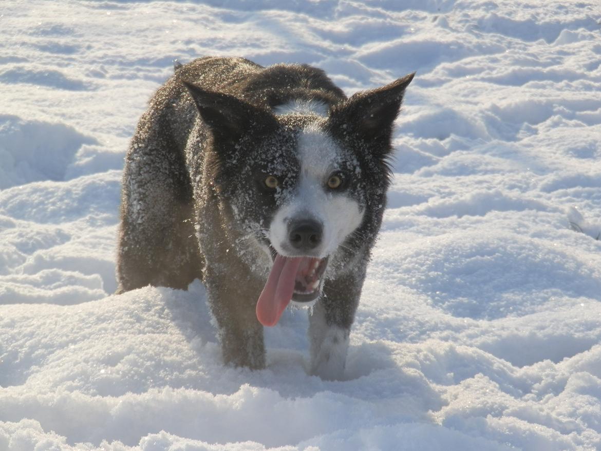 Border collie Ischa billede 2