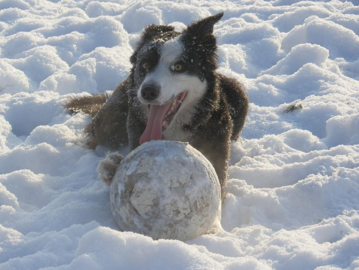 Border collie Ischa billede 3