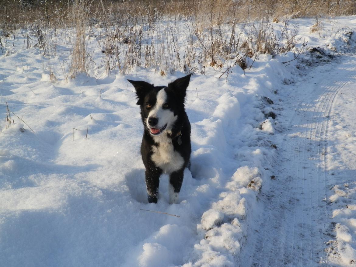 Border collie Ischa billede 4