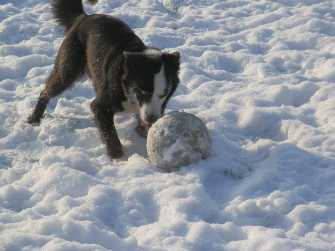 Border collie Ischa billede 5