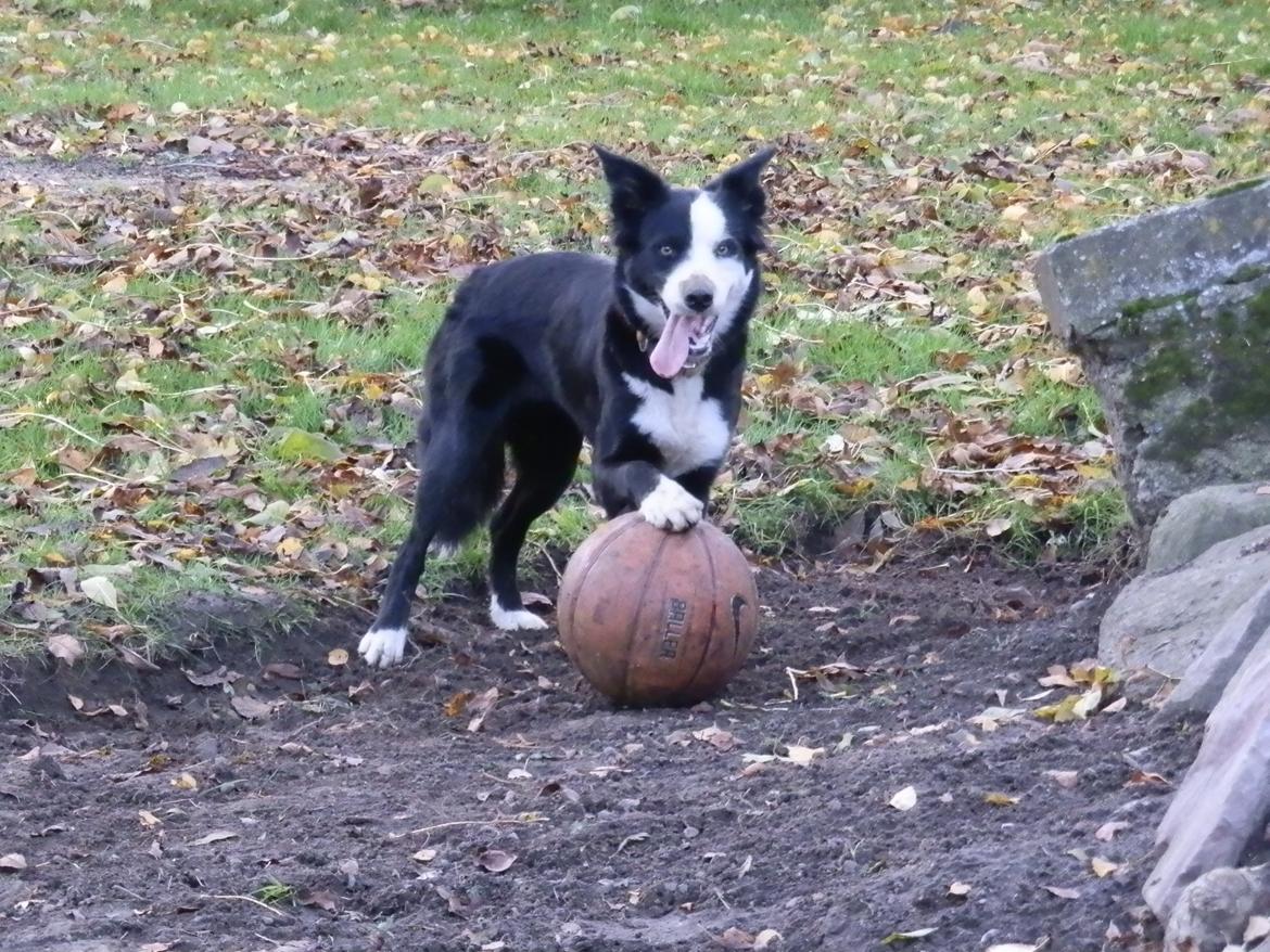 Border collie Ischa billede 8