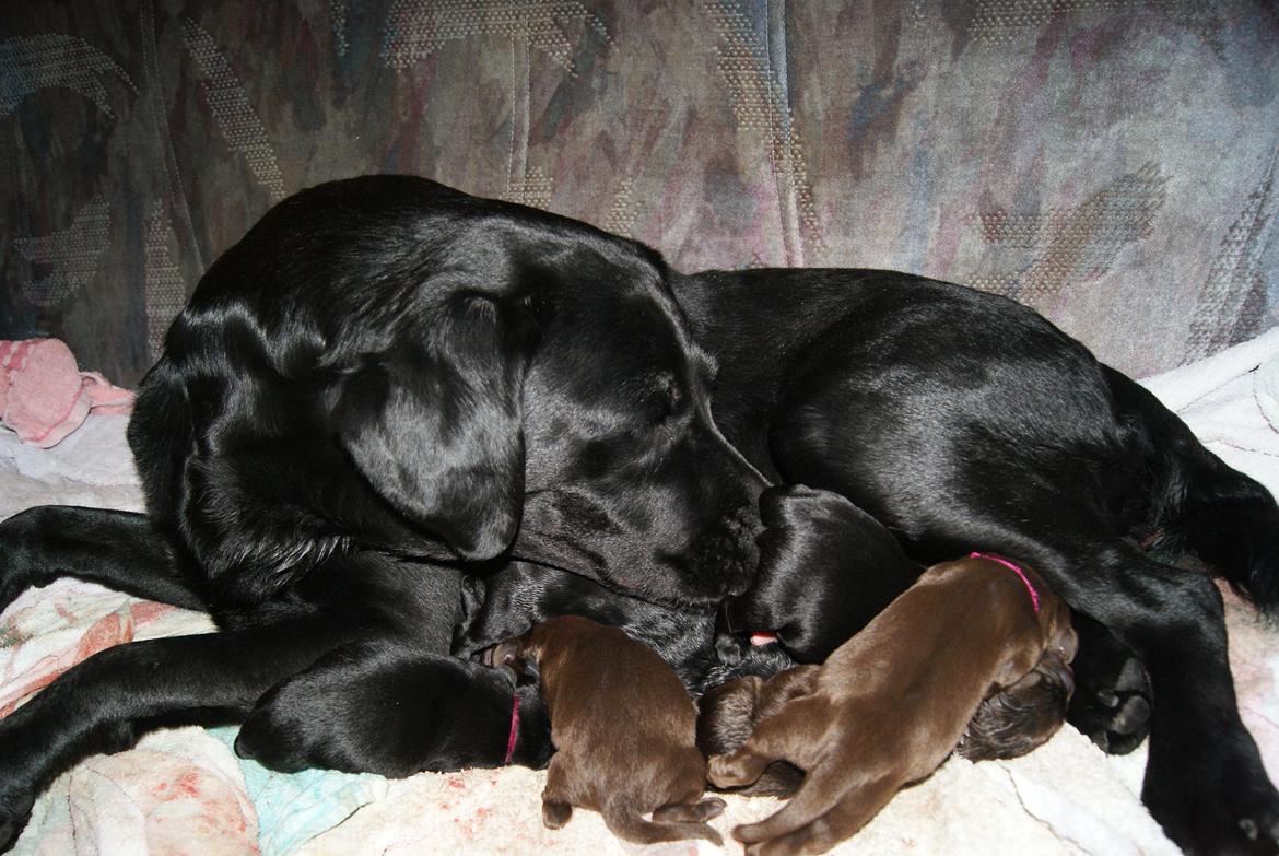 Labrador retriever SALLY billede 12