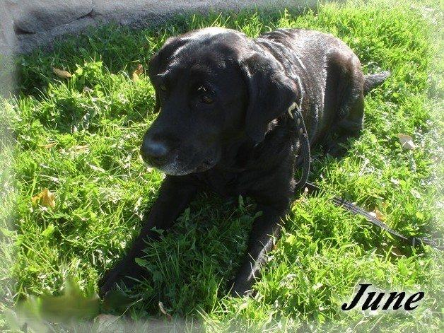 Labrador retriever †.R.I.P June.† 31-01-2014 - <3 billede 1