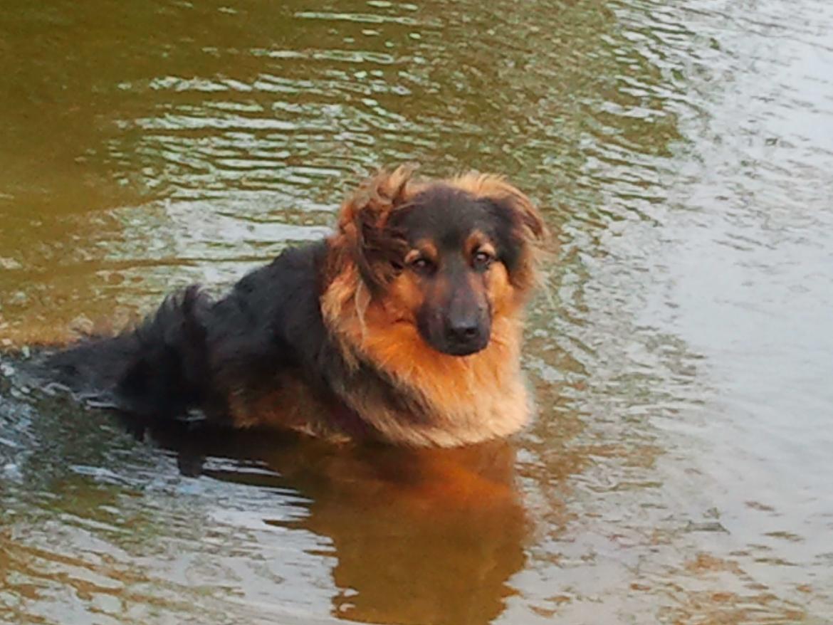 Blanding af racer Valter - En lille afkøling igen :-) billede 14