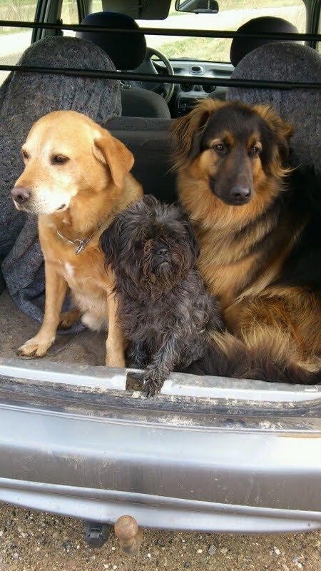 Blanding af racer Valter - Bamse og Buller skulle hjem, men Valter mente lige, at han ville med på tur, så han hoppede da  ind til kammersjukkerne ;-.) billede 16