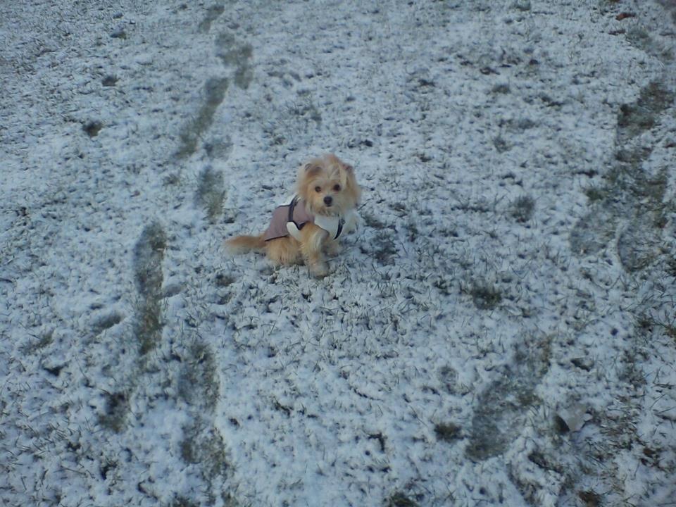 Blanding af racer sussi billede 2