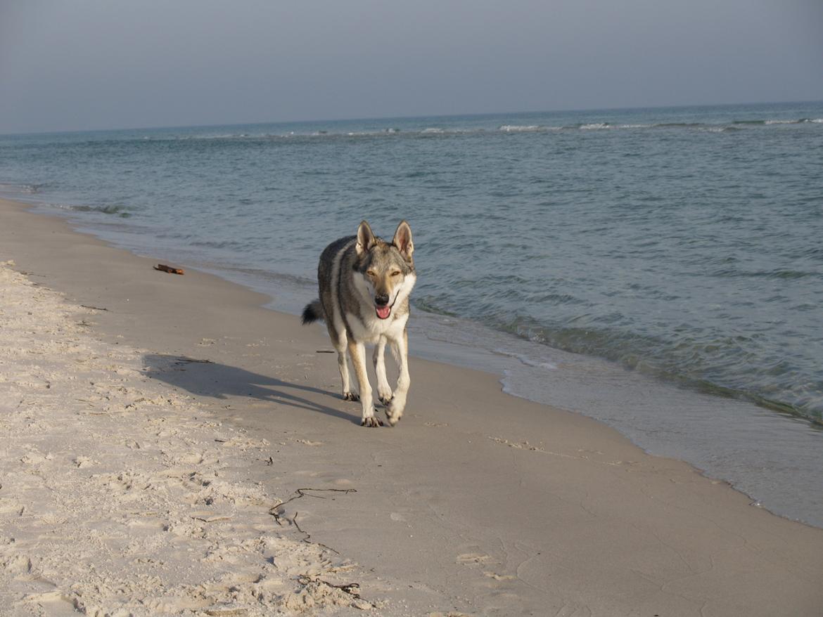 Tjekkoslovakisk ulvehund Pandora van Goverwelle - Dueodde, Bornholm 2012 billede 1
