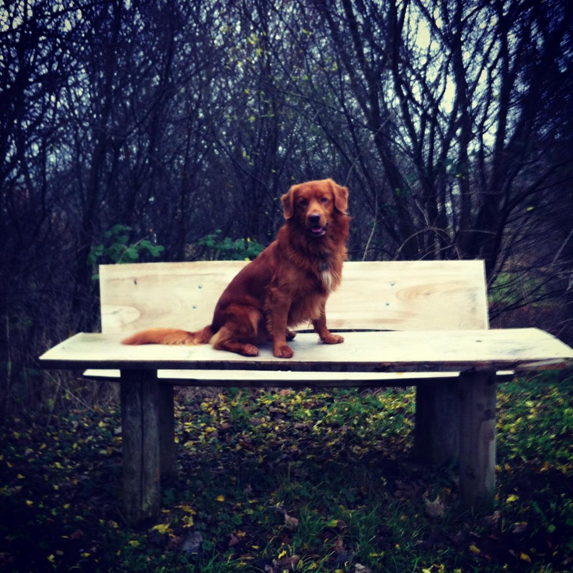 Nova scotia duck tolling retriever Bastian - Bastian 2 år gammel. billede 1