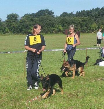 Schæferhund Allibina´s Imma (solgt) - Kombiskue billede 2