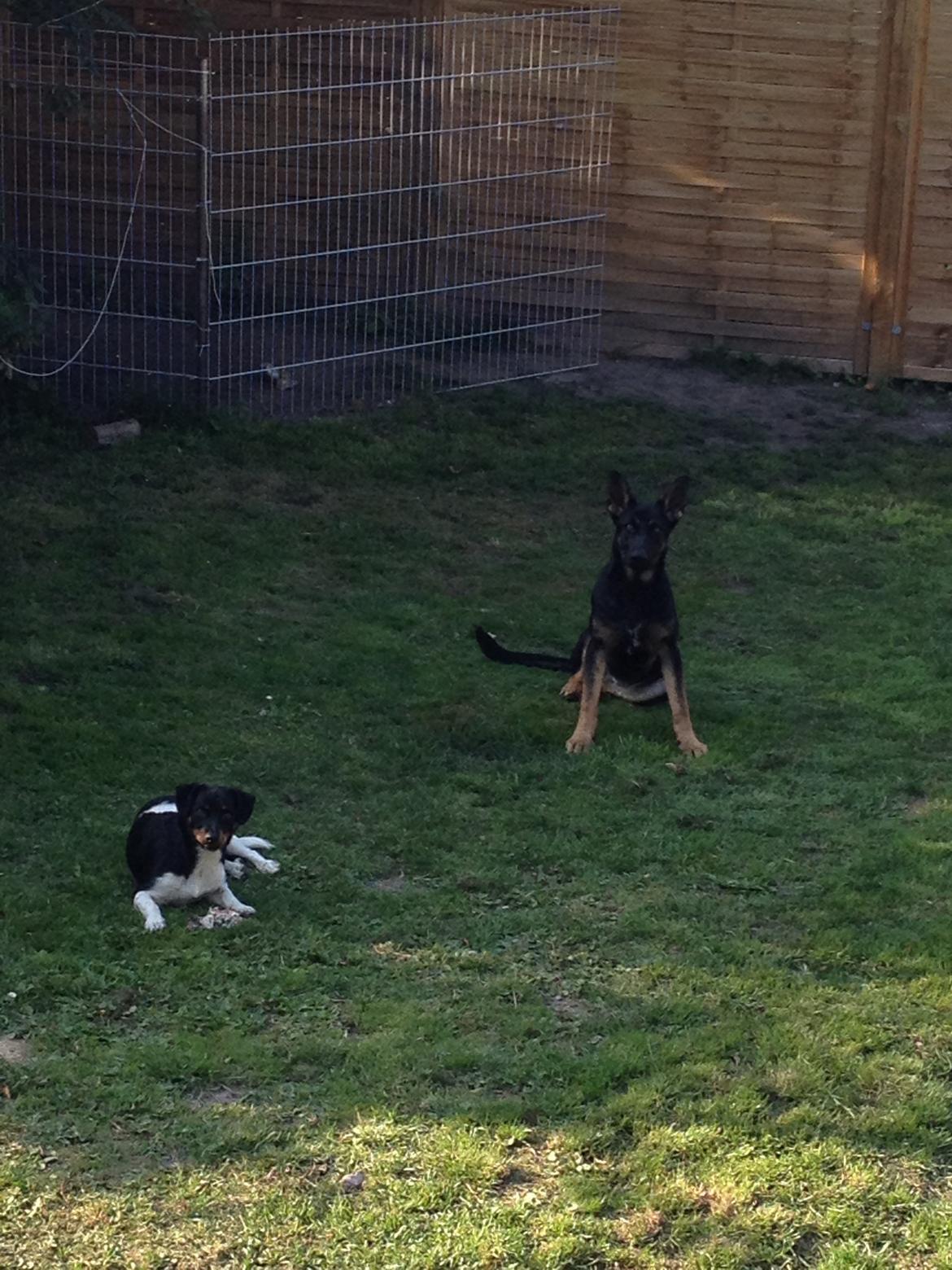 Schæferhund Allibina´s Imma (solgt) billede 4