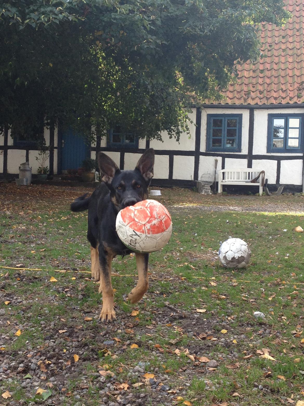 Schæferhund Allibina´s Imma (solgt) billede 5