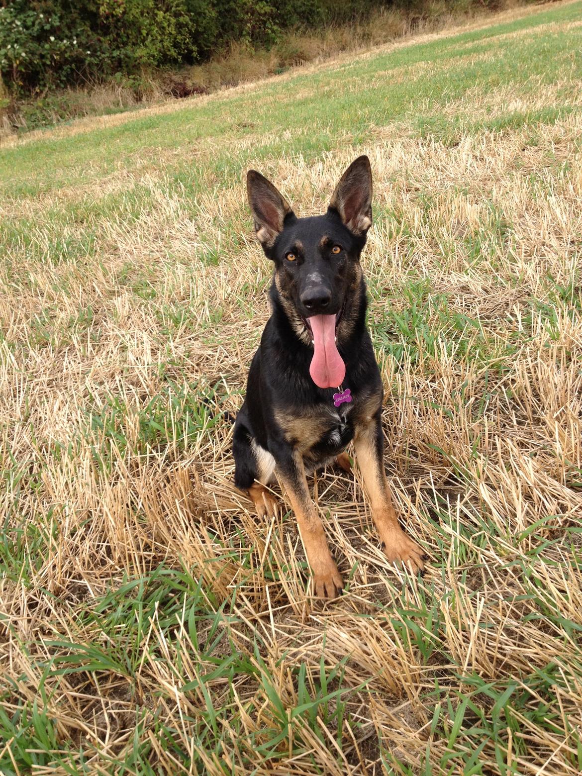 Schæferhund Allibina´s Imma (solgt) billede 6