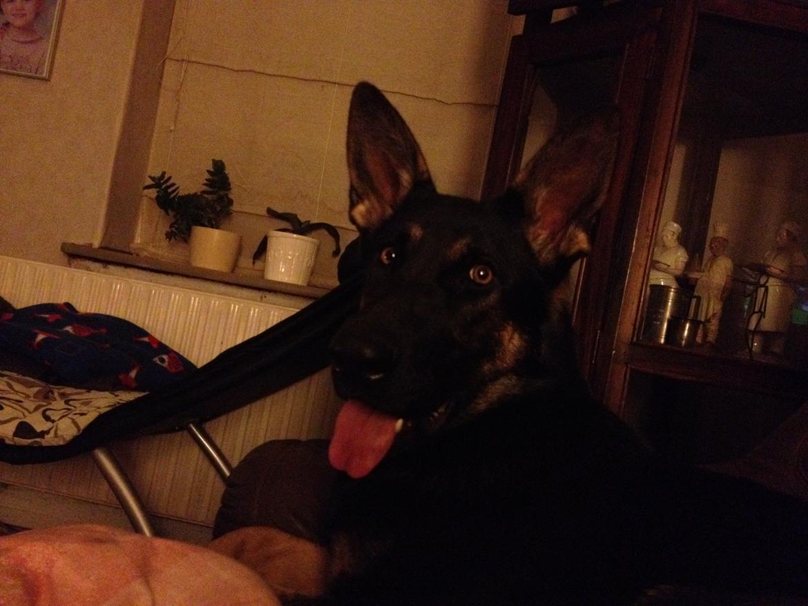 Schæferhund Allibina´s Imma (solgt) billede 7