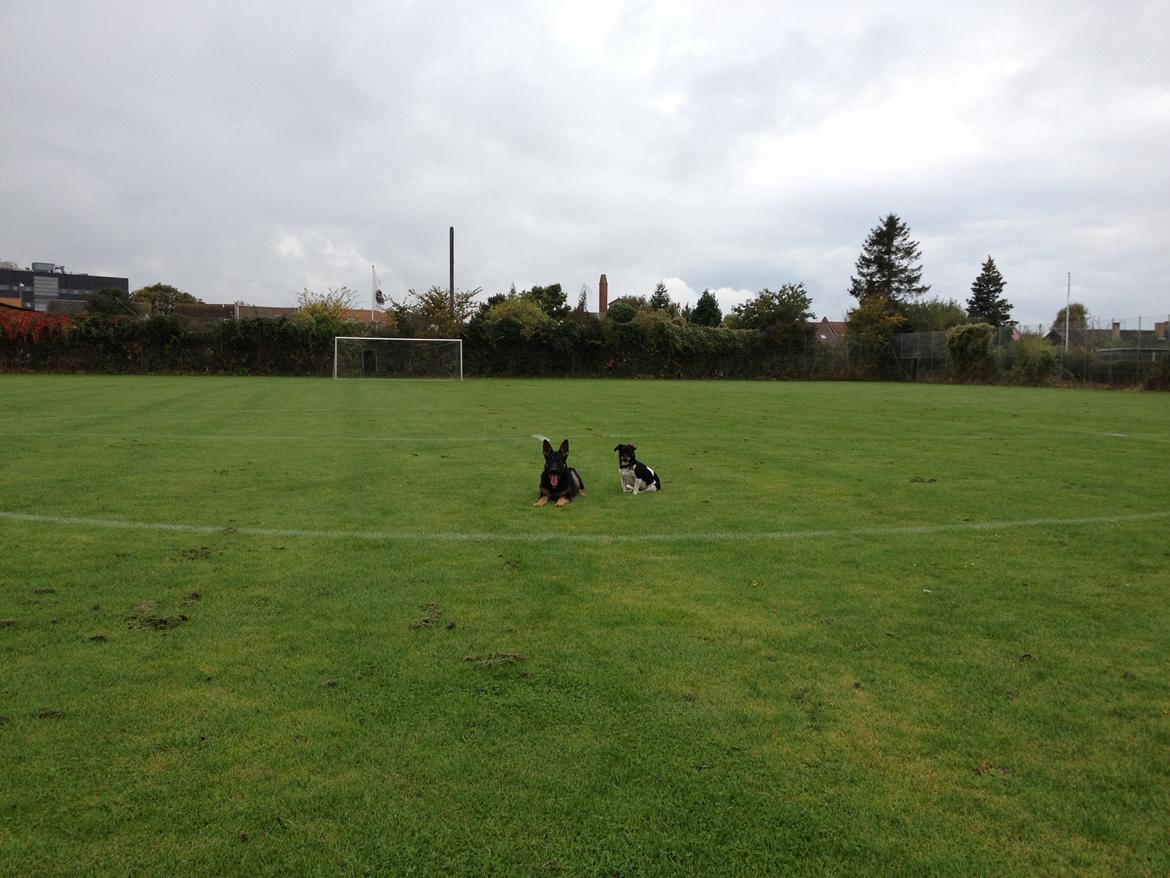 Schæferhund Allibina´s Imma (solgt) - Lidt træning :) billede 8