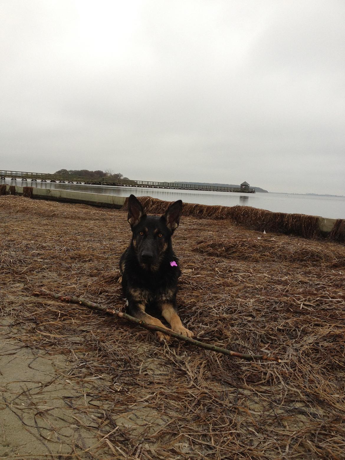 Schæferhund Allibina´s Imma (solgt) billede 9