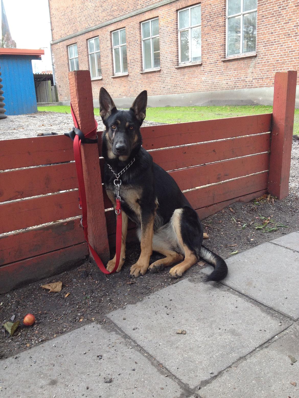 Schæferhund Allibina´s Imma (solgt) billede 10