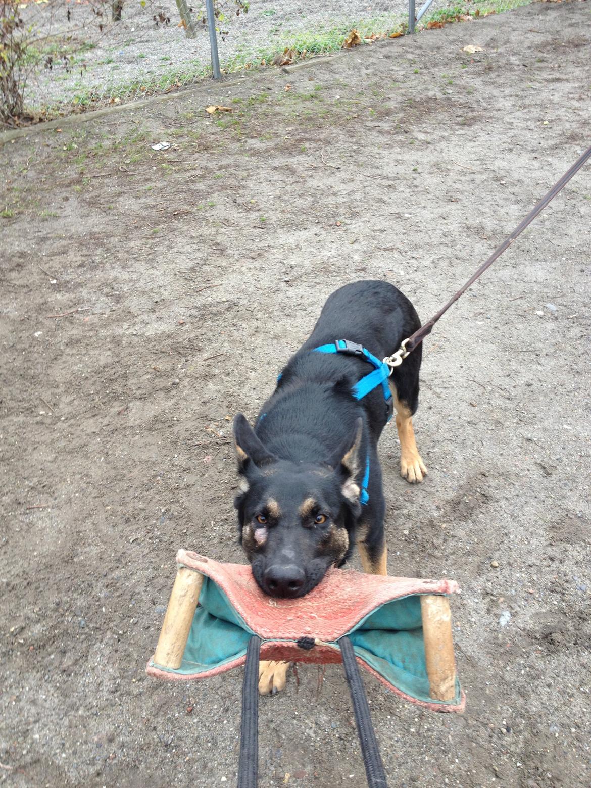 Schæferhund Allibina´s Imma (solgt) billede 11