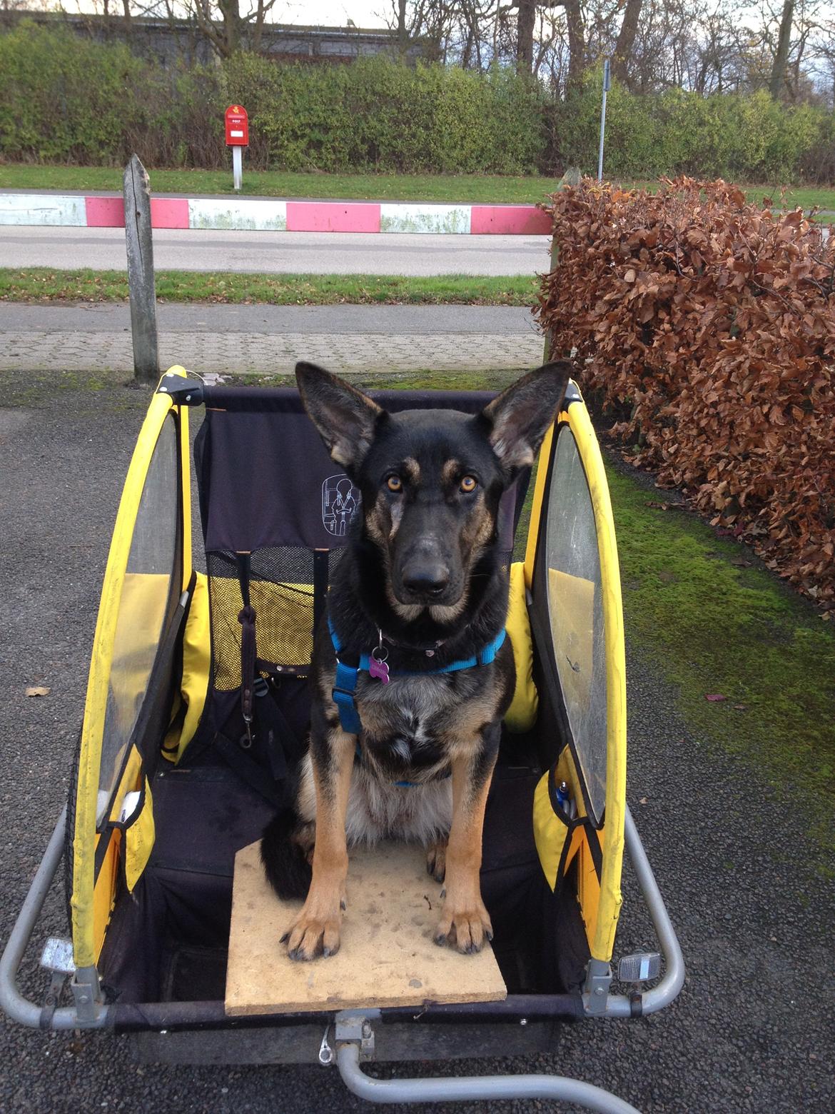 Schæferhund Allibina´s Imma (solgt) - Imma elsker sin vogn billede 12