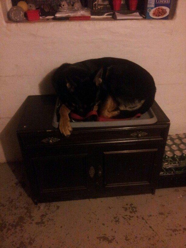 Schæferhund Allibina´s Imma (solgt) - Hvorfor sove på gulvet når man kan sove i en sko bakke ;) billede 13