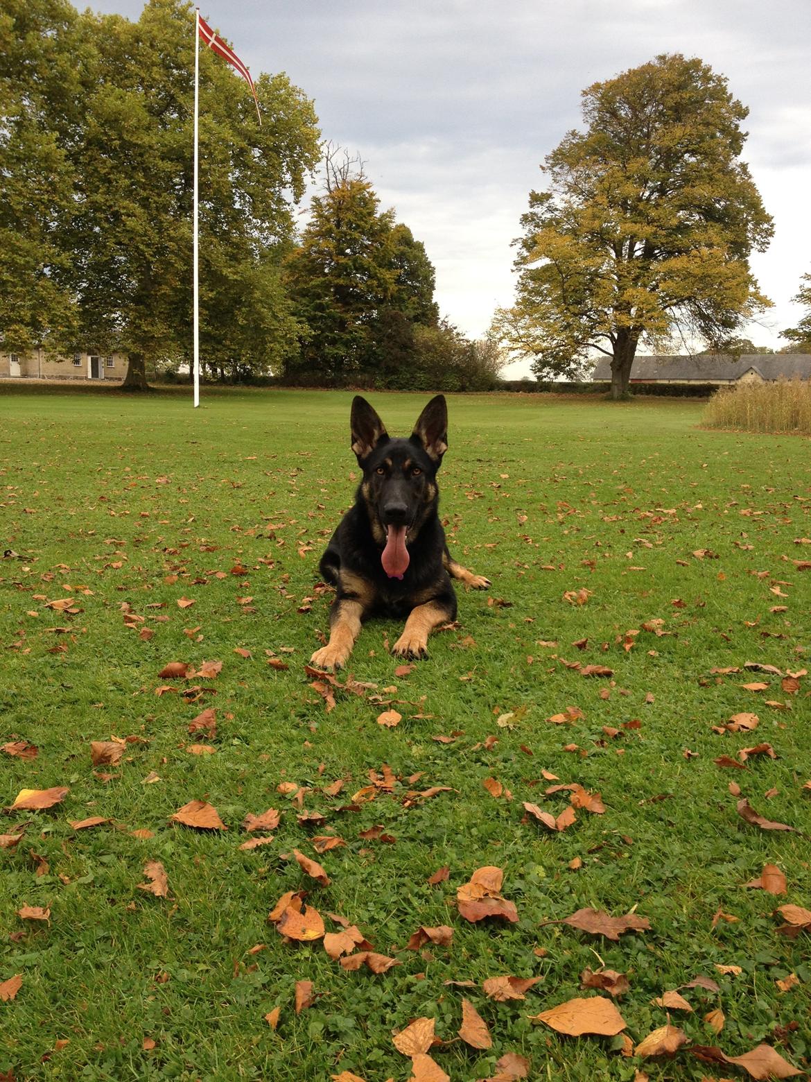 Schæferhund Allibina´s Imma (solgt) billede 14