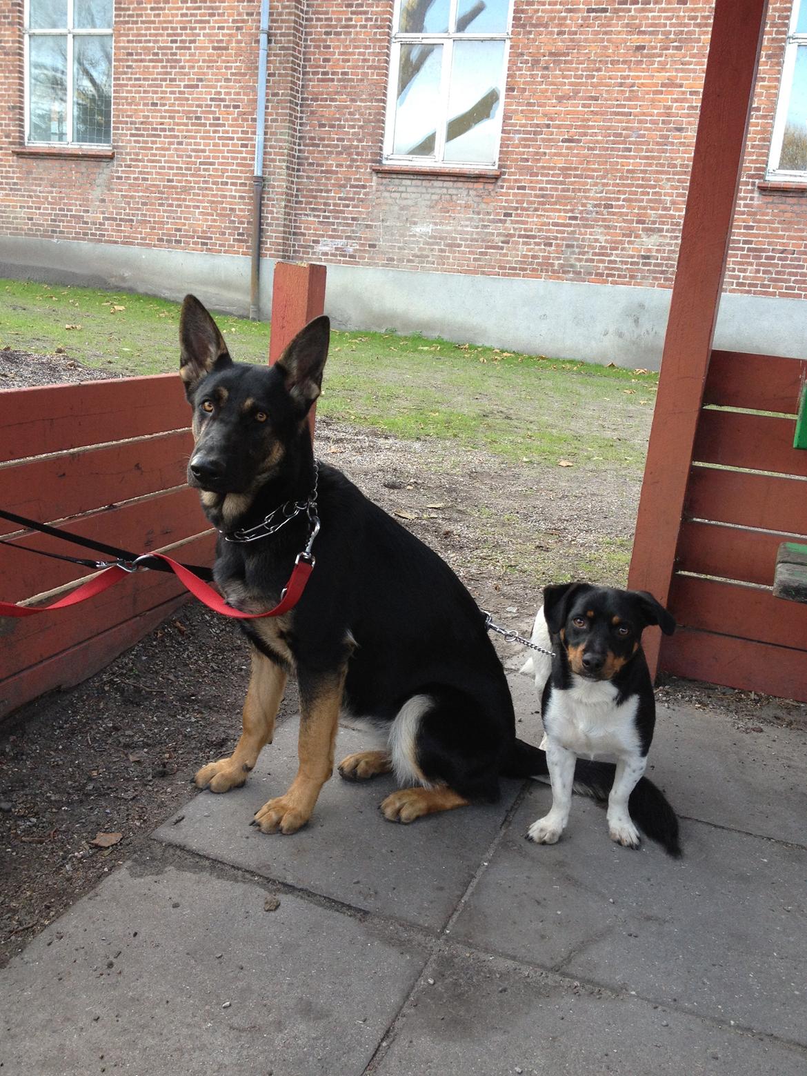 Schæferhund Allibina´s Imma (solgt) - Imma og idefix :) billede 15