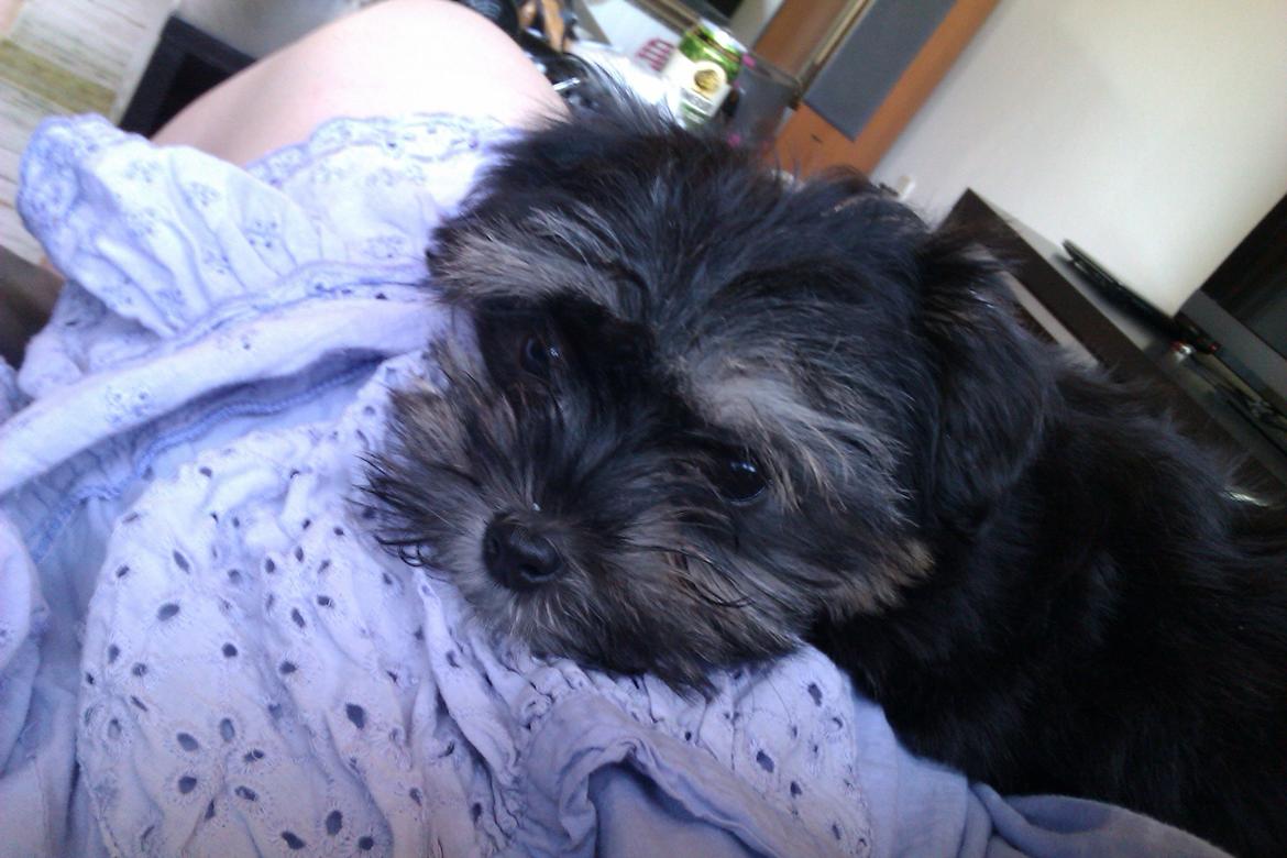 Løwchen Naomi billede 1